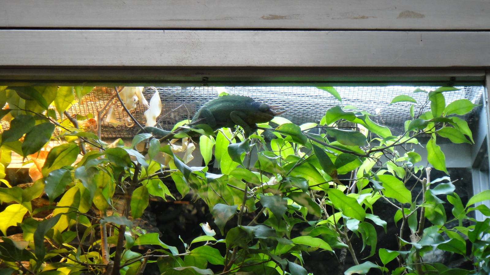 Jackson's Chameleon at Dallas zoo 2015-03-12