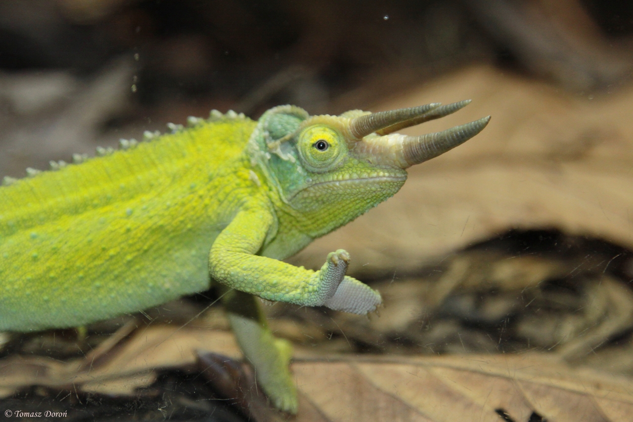 Jackson's Chameleon (Chamaeleo jacksonii)