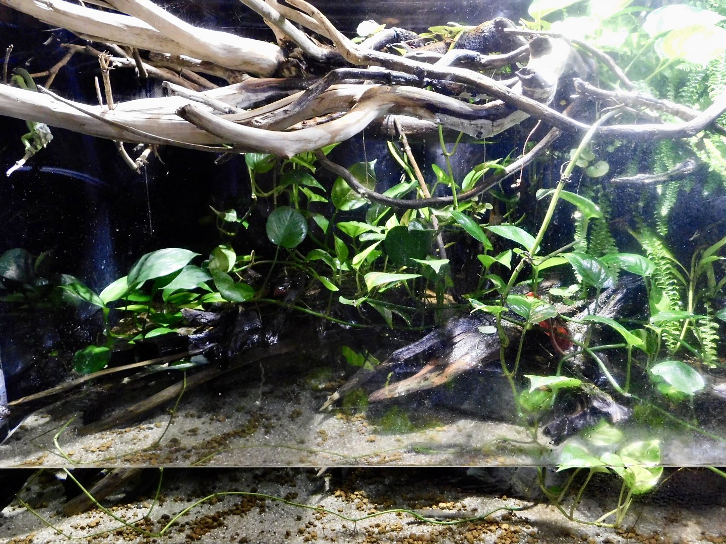 Jackson's Chameleon Exhibit - Kawasui Kawasaki Aquarium October 8, 2025