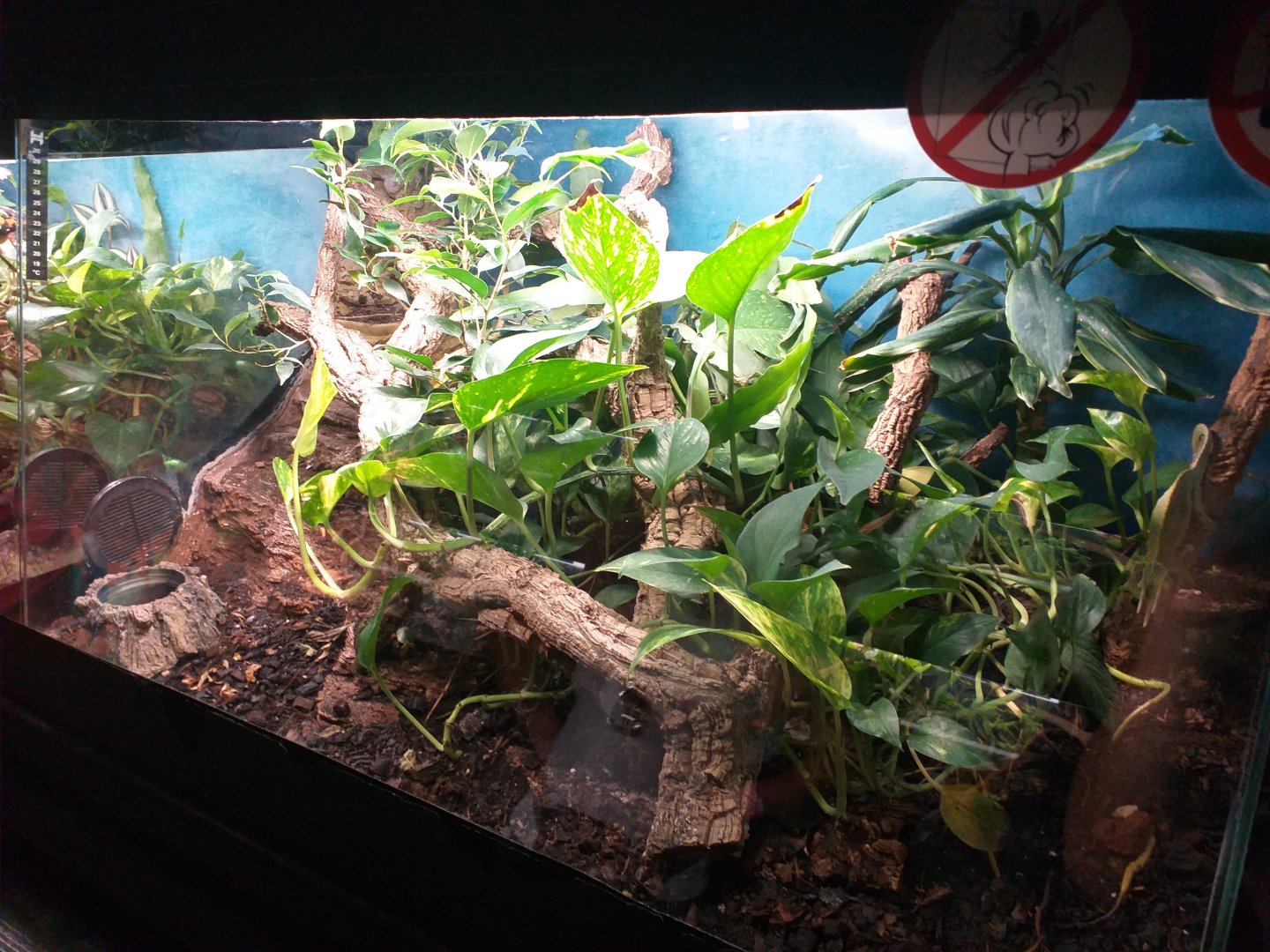 Jackson's chameleon exhibit -TerraNatura Benidorm (2021)