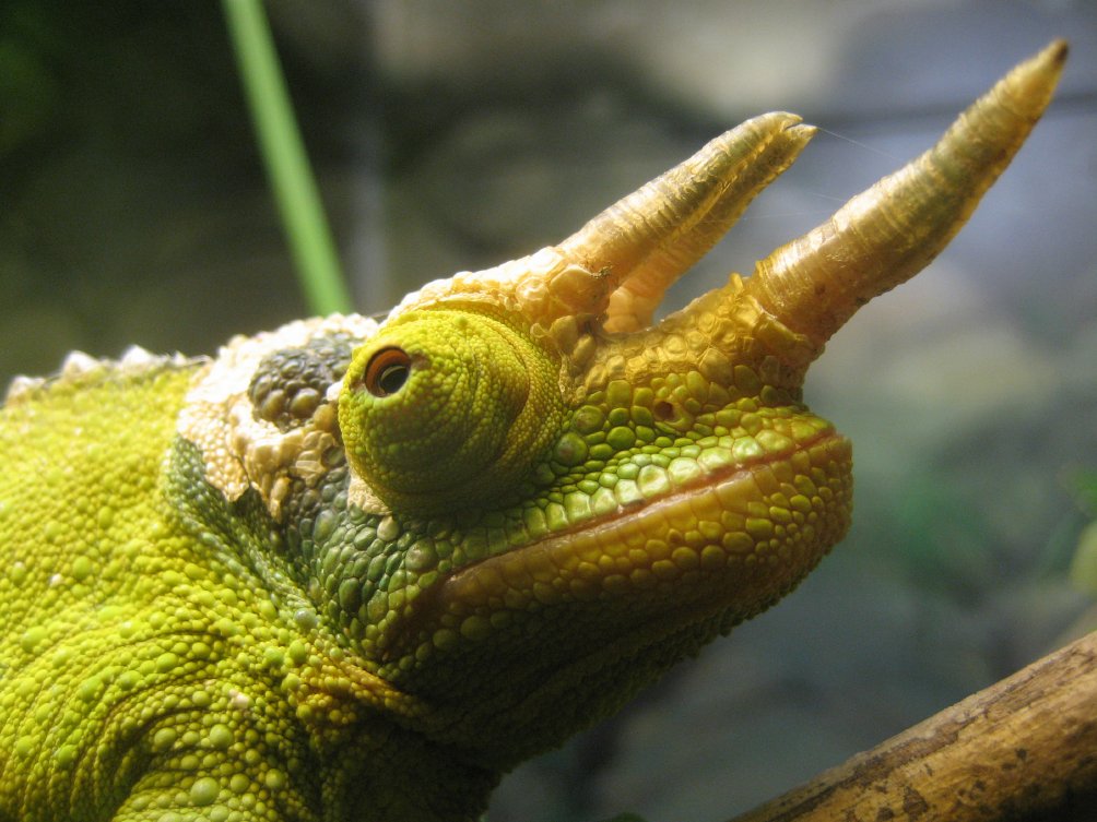 Jackson's Chameleon portrait