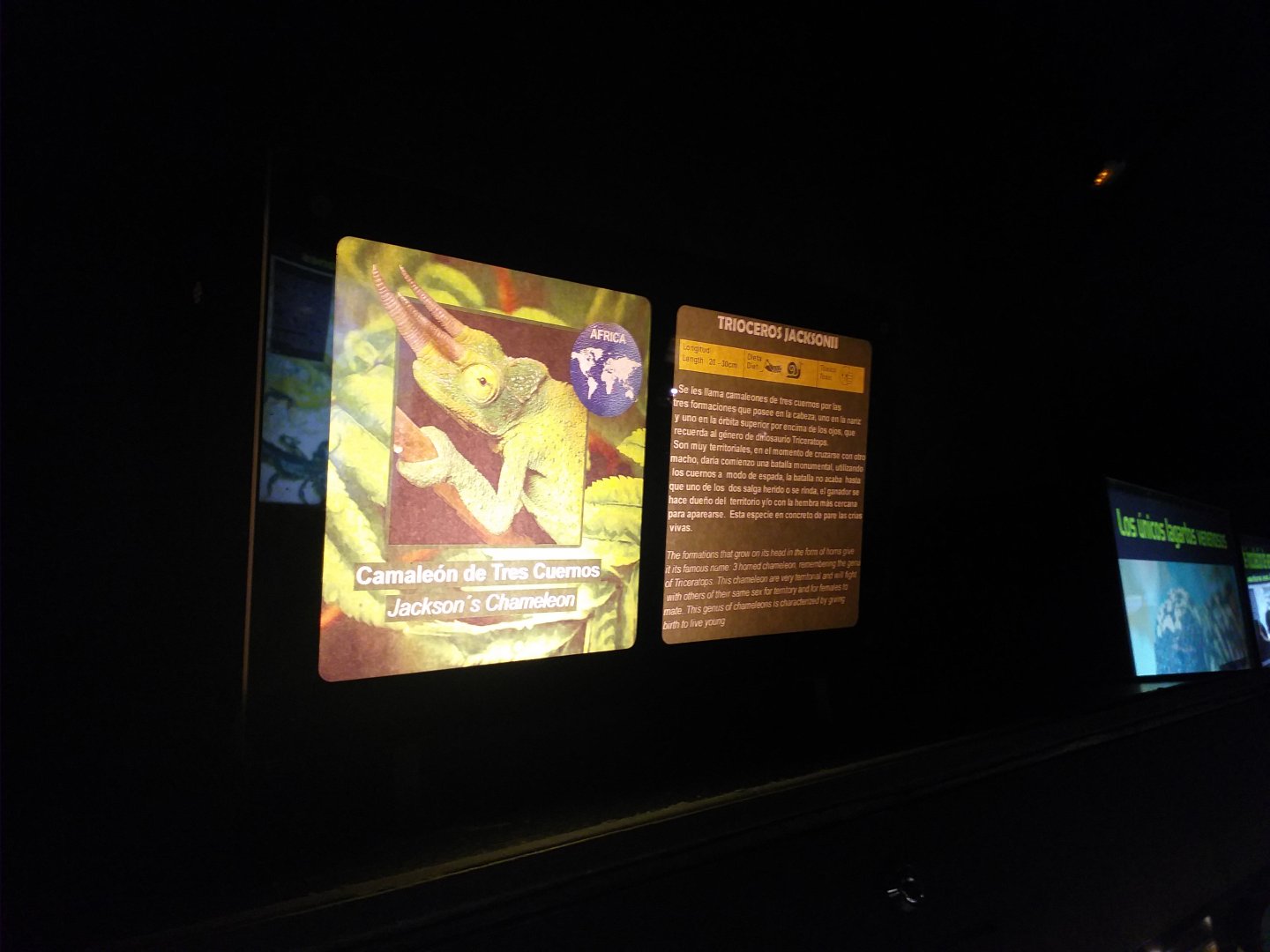 Jackson's chameleon sign -TerraNatura Benidorm (2021)