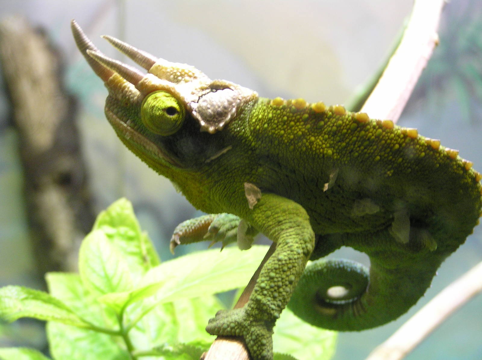 Jacksons chameleon - Taronga 05