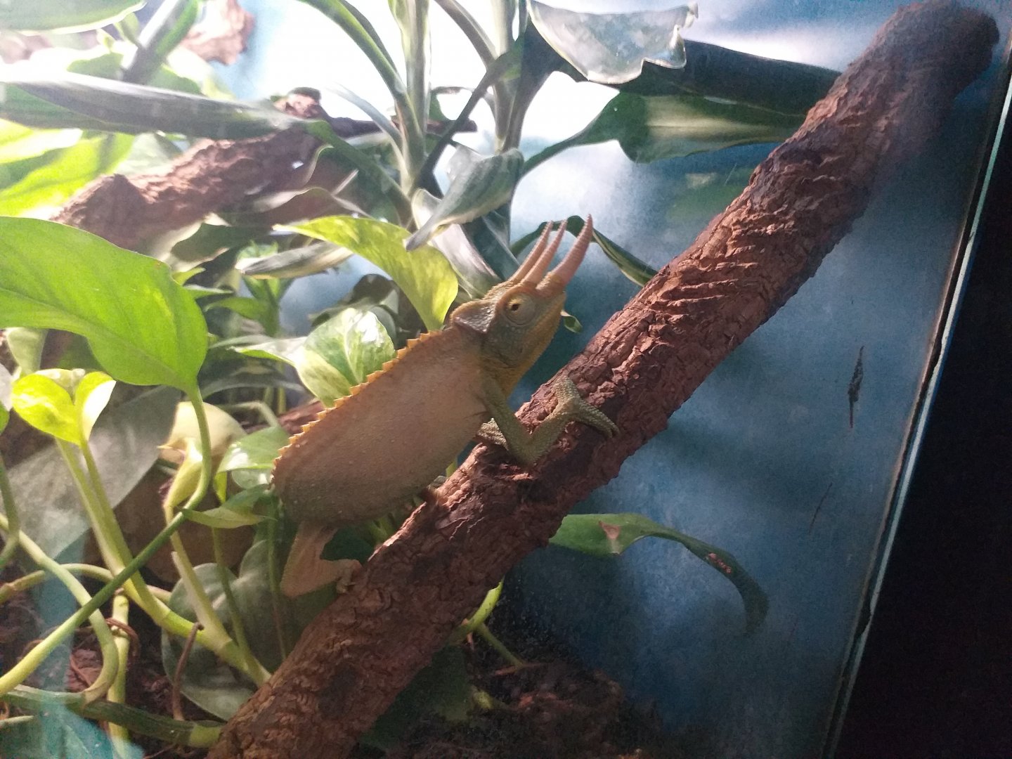 Jackson's chameleon -TerraNatura Benidorm (2021)