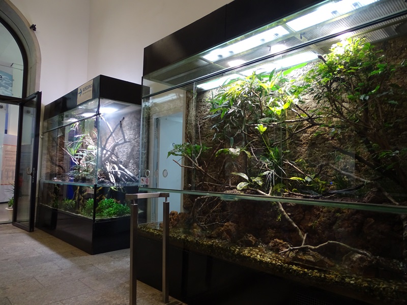 Jackson's chameleon terrarium