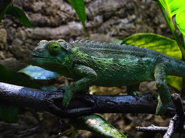 Jackson's chameleon (Trioceros jacksonii) female