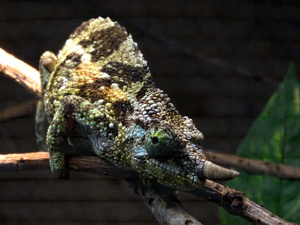 Jackson's chameleon (Trioceros jacksonii jacksonii) female
