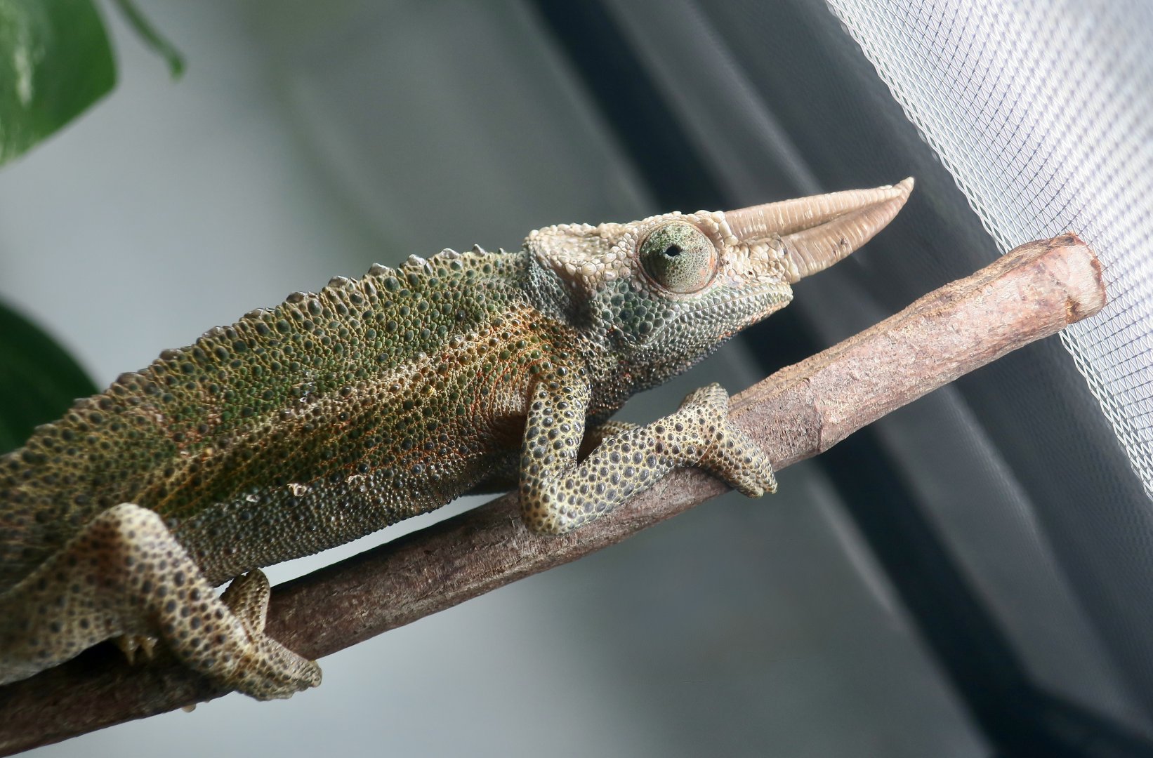 Jackson's Chameleon (Trioceros jacksonii jacksonii) male - The Gecko Gallery NYC