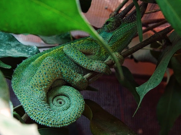 Jackson's chameleon (Trioceros jacksonii jacksonii) male