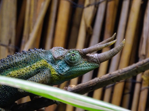 Jackson's chameleon (Trioceros jacksonii jacksonii) male