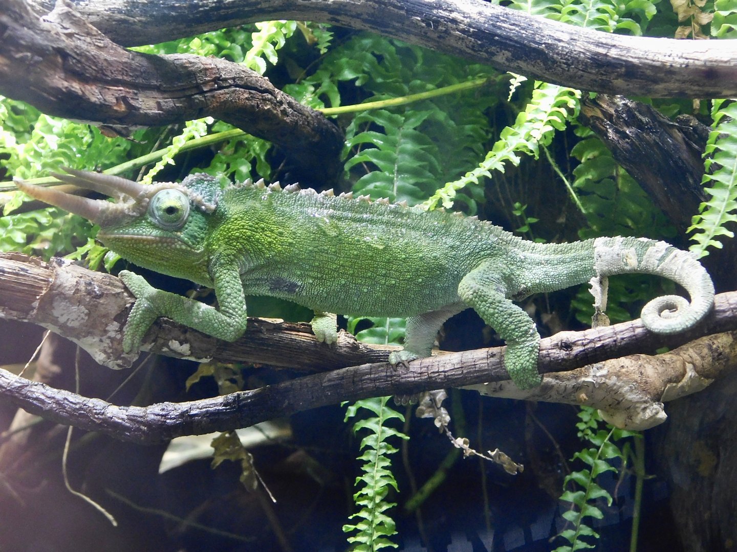 Jackson's Chameleon (Trioceros jacksonii) Kawasui Kawasaki Aquarium August 15, 2025