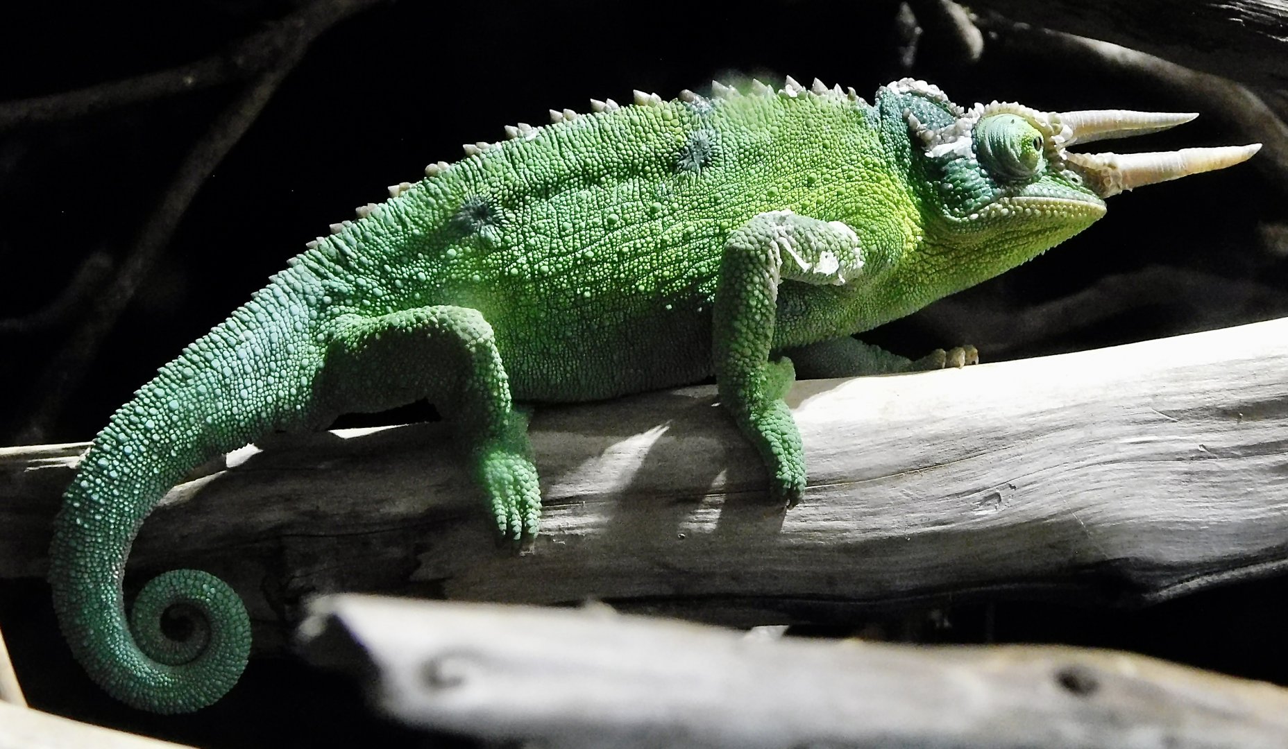 Jackson's Chameleon (Trioceros jacksonii) - Kawasui Kawasaki Aquarium November 19, 2025