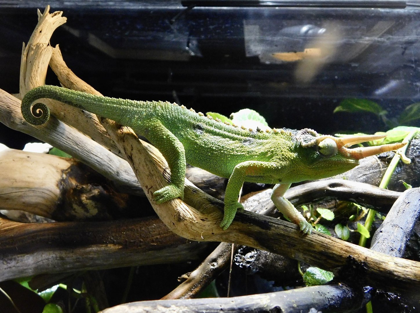 Jackson's Chameleon (Trioceros jacksonii) Kawasui Kawasaki Aquarium September 18, 2025