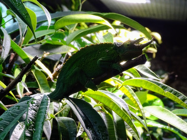 Jackson's chameleon (Trioceros jacksonii) male