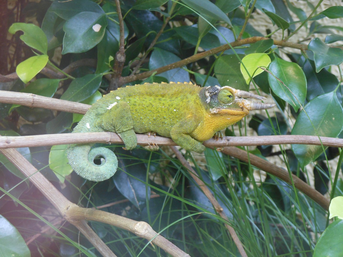 Jackson's Chameleon (Trioceros jacksonii)