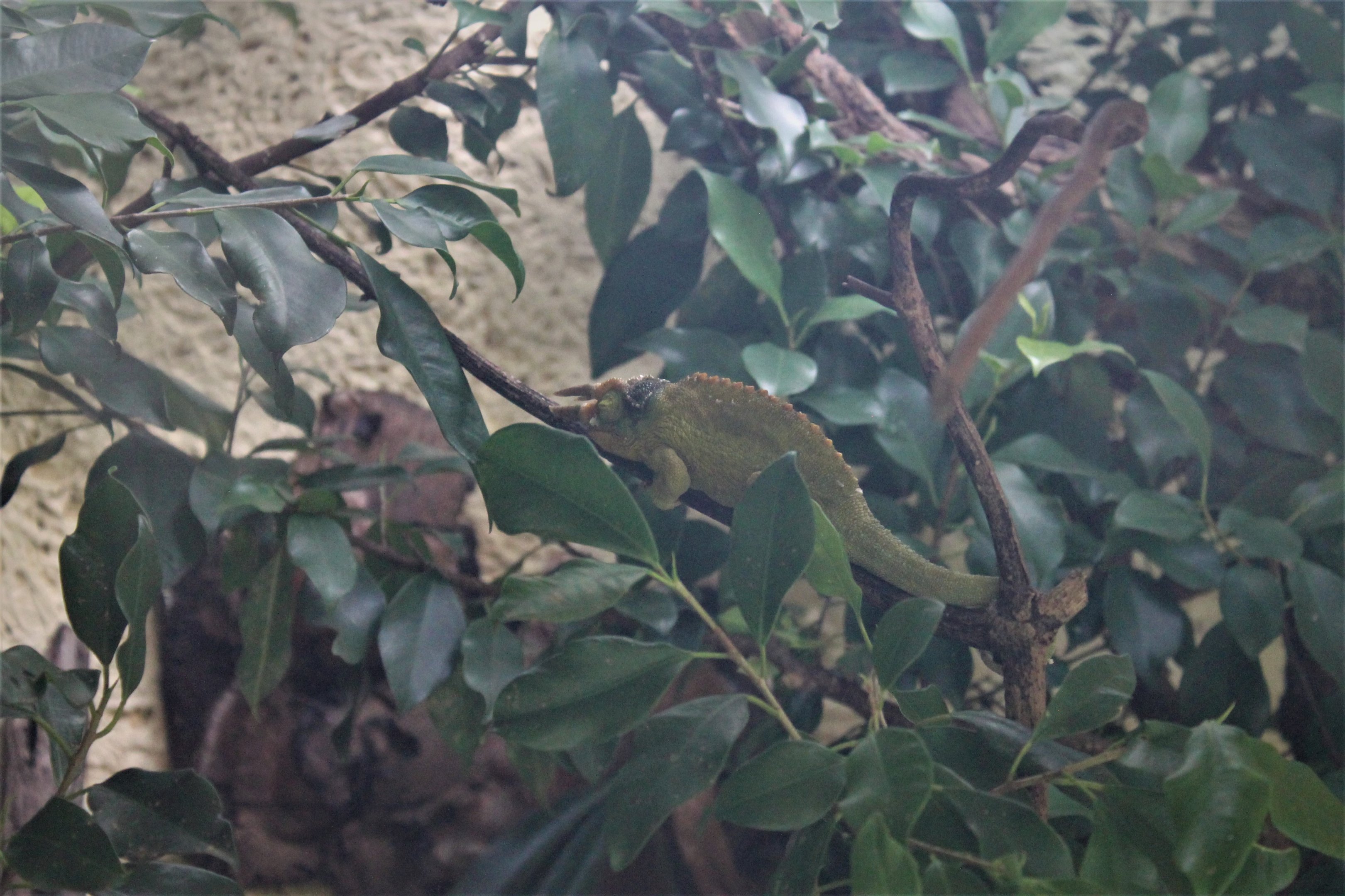 Jackson's Chameleon (Trioceros jacksonii)