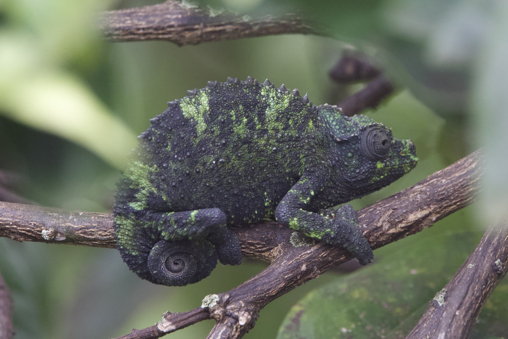 Jackson's Chameleon/ Trioceros jacksonii