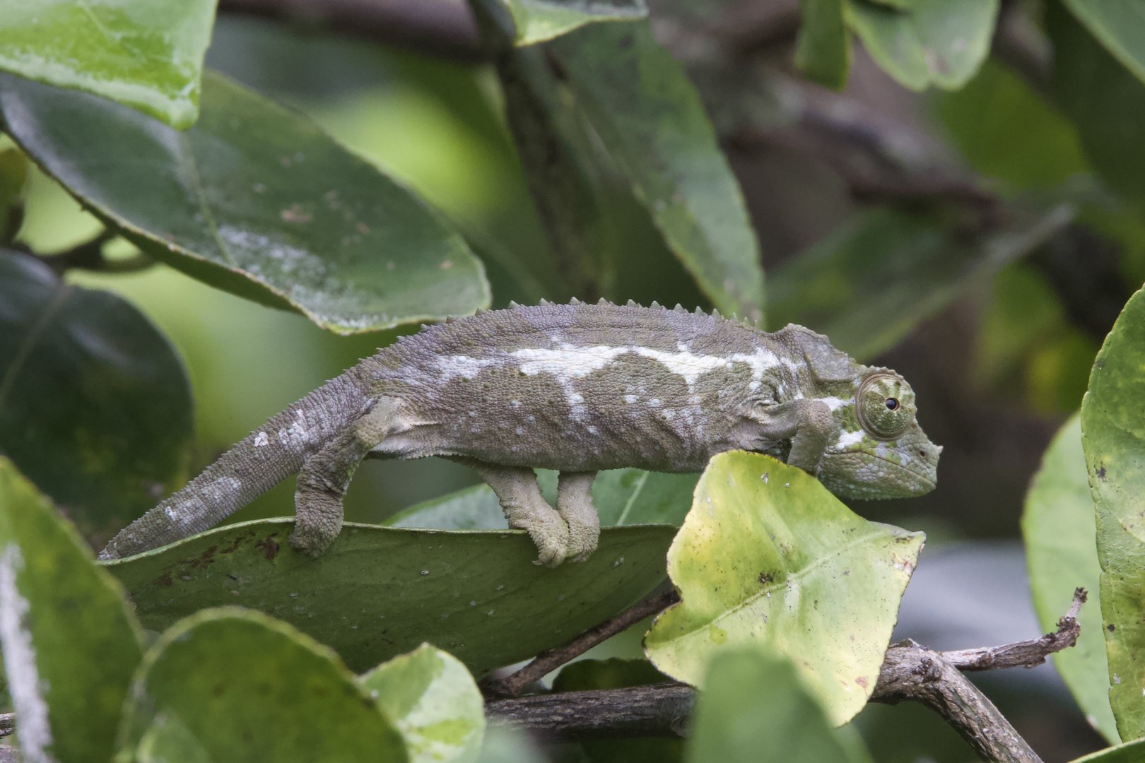 Jackson's Chameleon/ Trioceros jacksonii