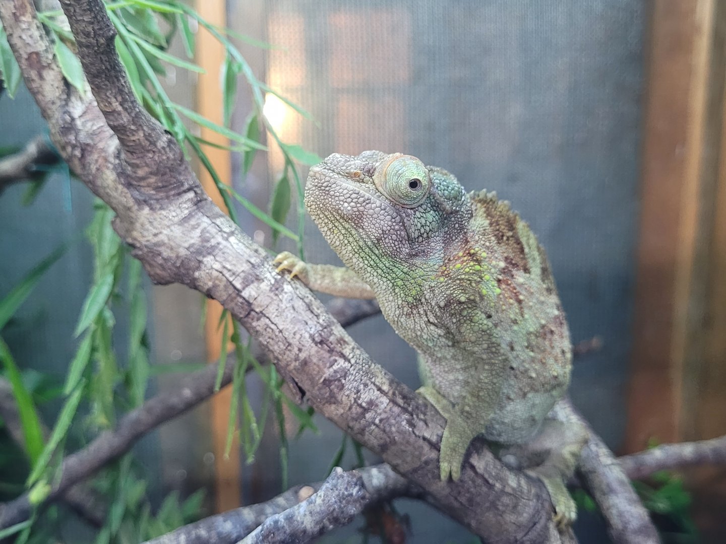 Jackson's chameleon -Zoo de Santillana del Mar (2023)