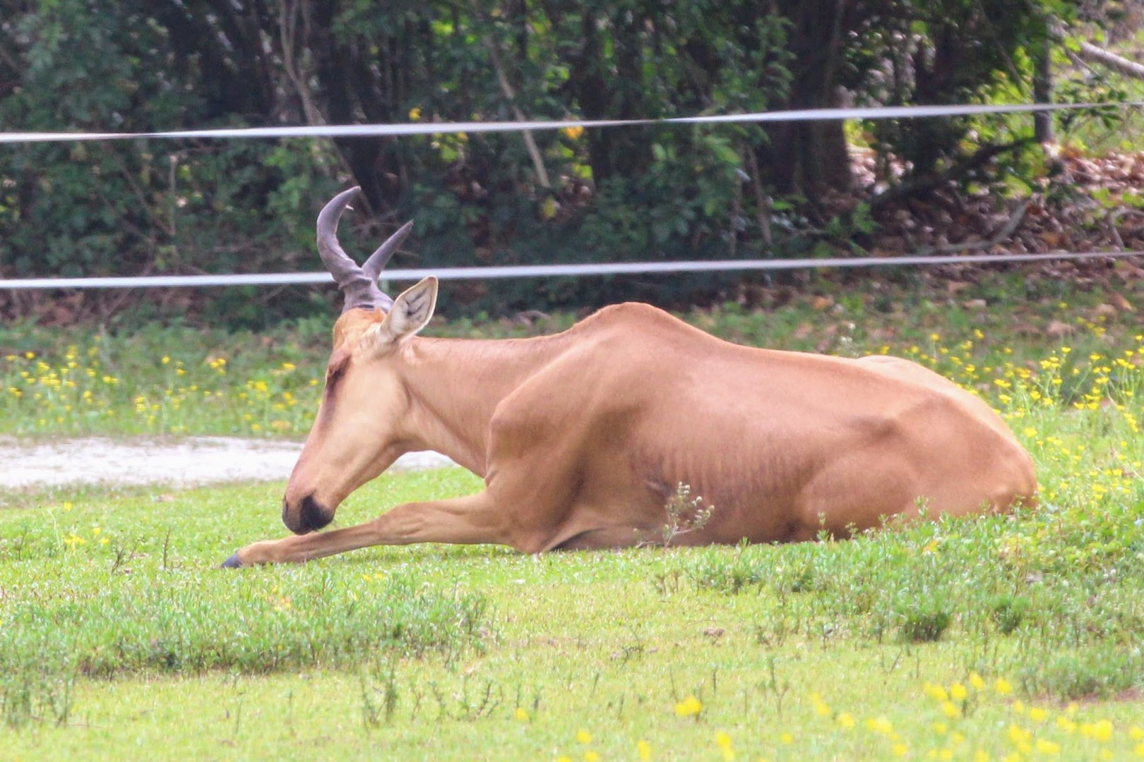 Jackson's Hartebeest (2016)