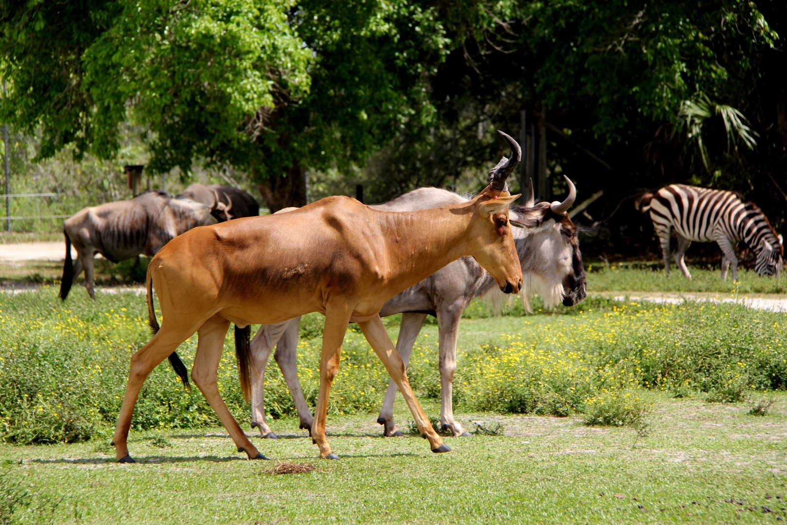 Jackson's hartebeest (Alcelaphus buselaphus lelwel) with wildebeest