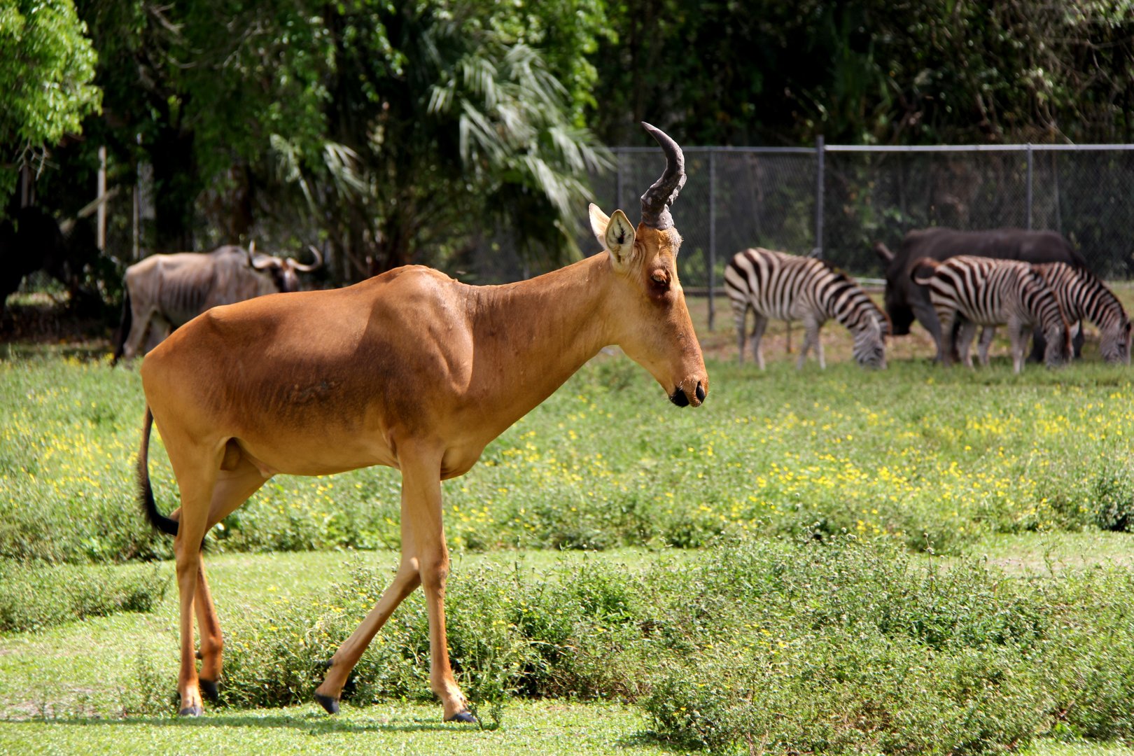 Jackson's hartebeest (Alcelaphus buselaphus lelwel)