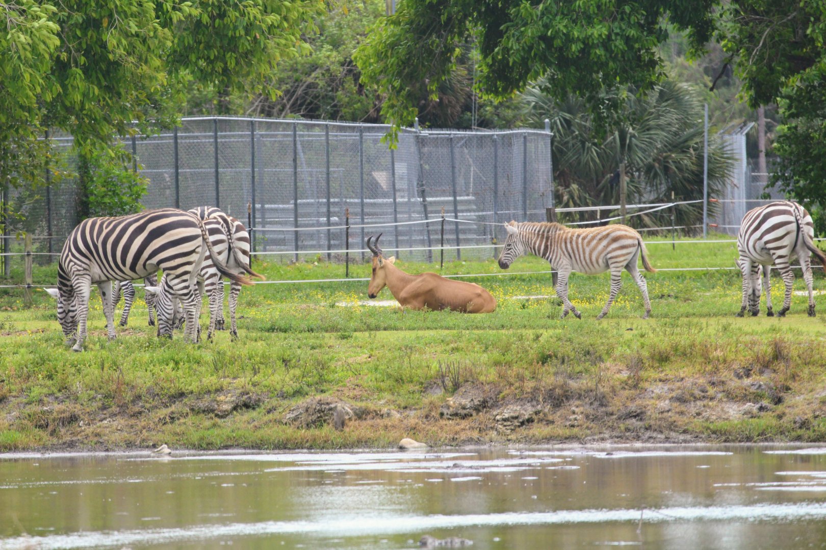 Jackson's Hartebeest & Plains Zebra (2016)