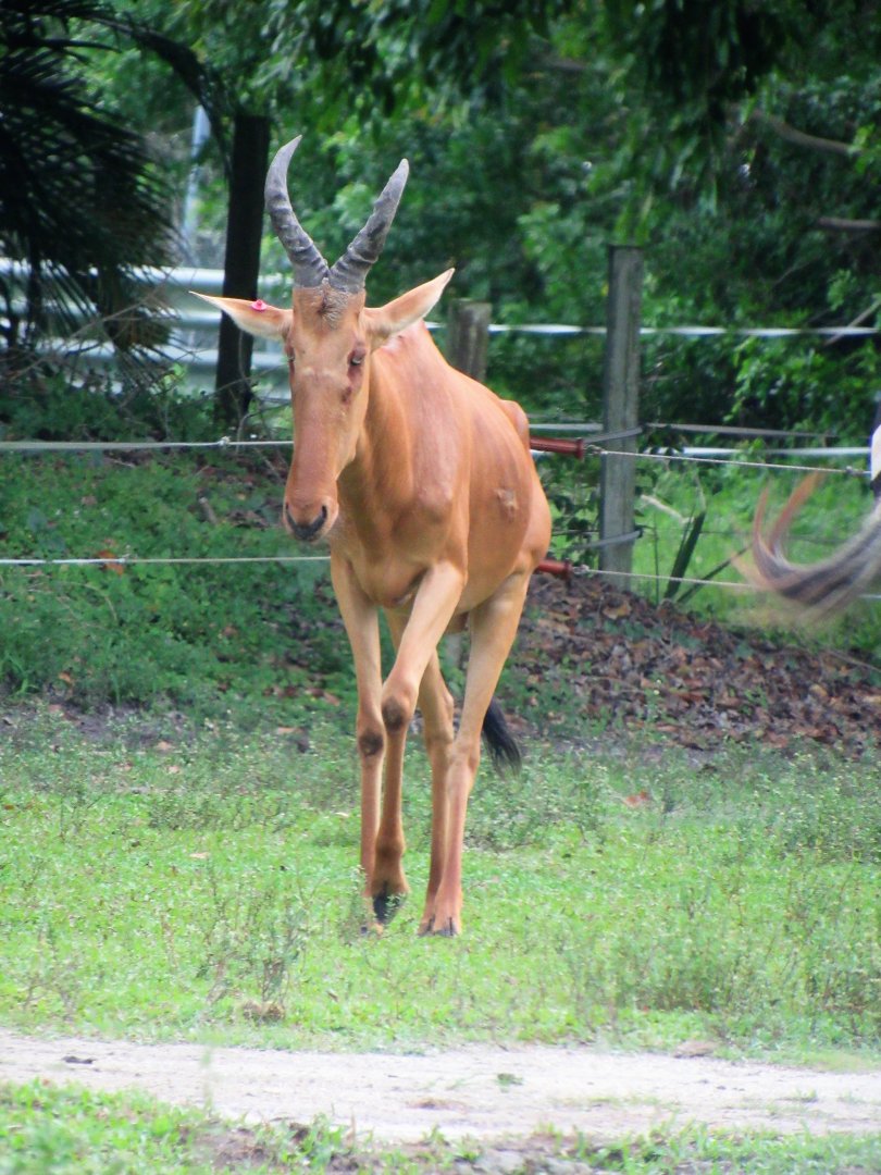 Jackson's hartebeest