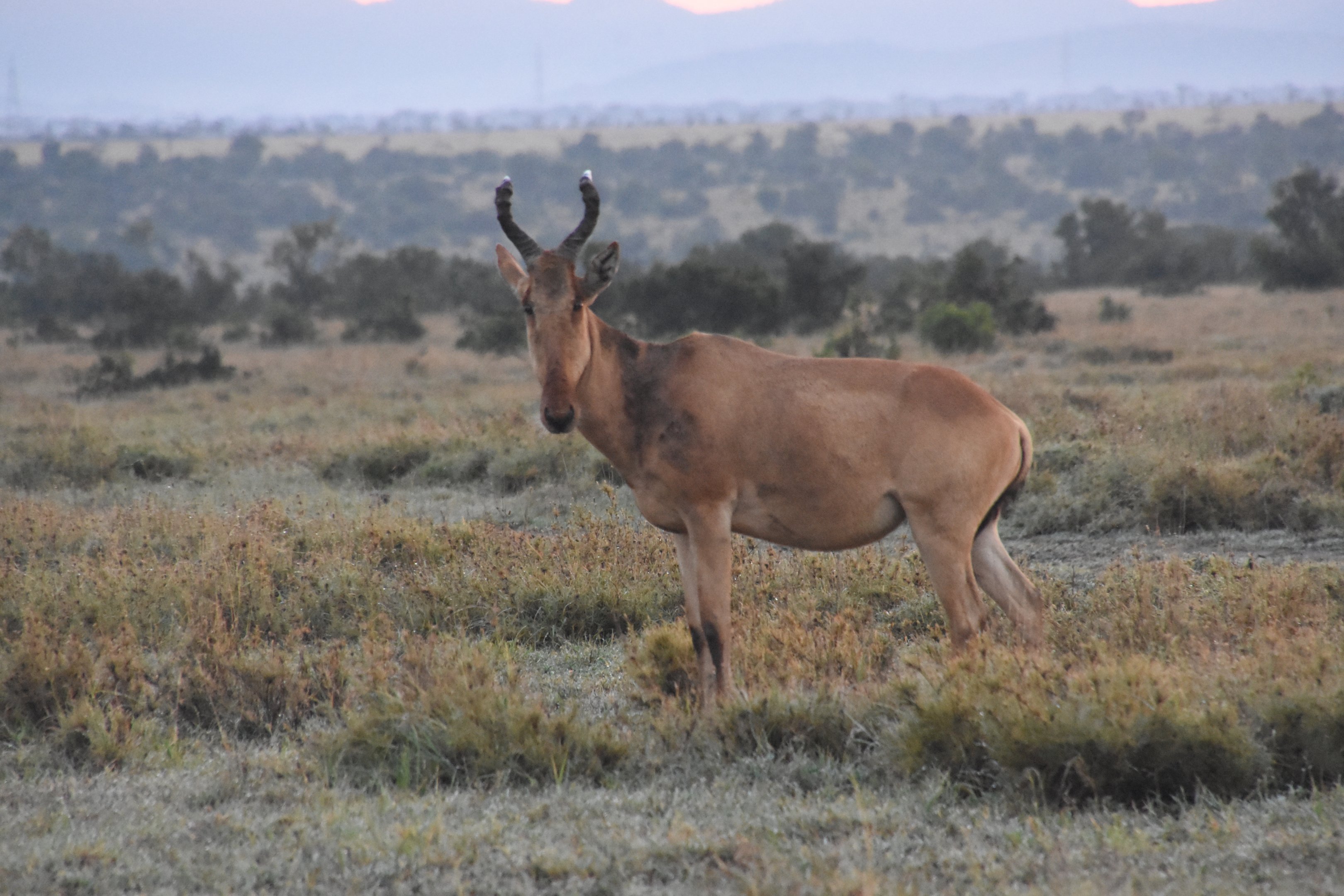 Jackson's hartebeest