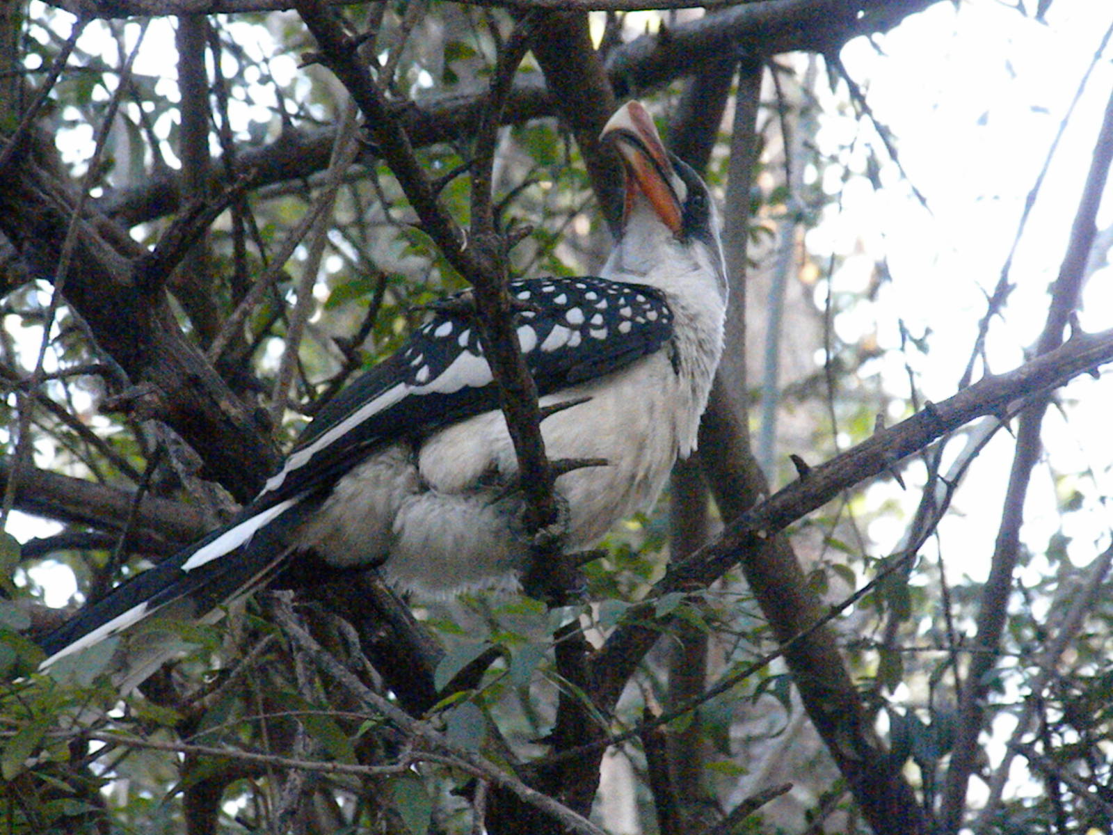 Jackson's Hornbill
