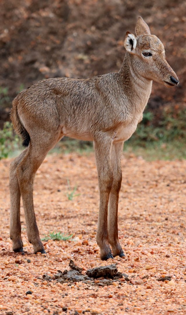Jackson's or Lelwel hartebeest (Alcelaphus buselaphus lelwel) young