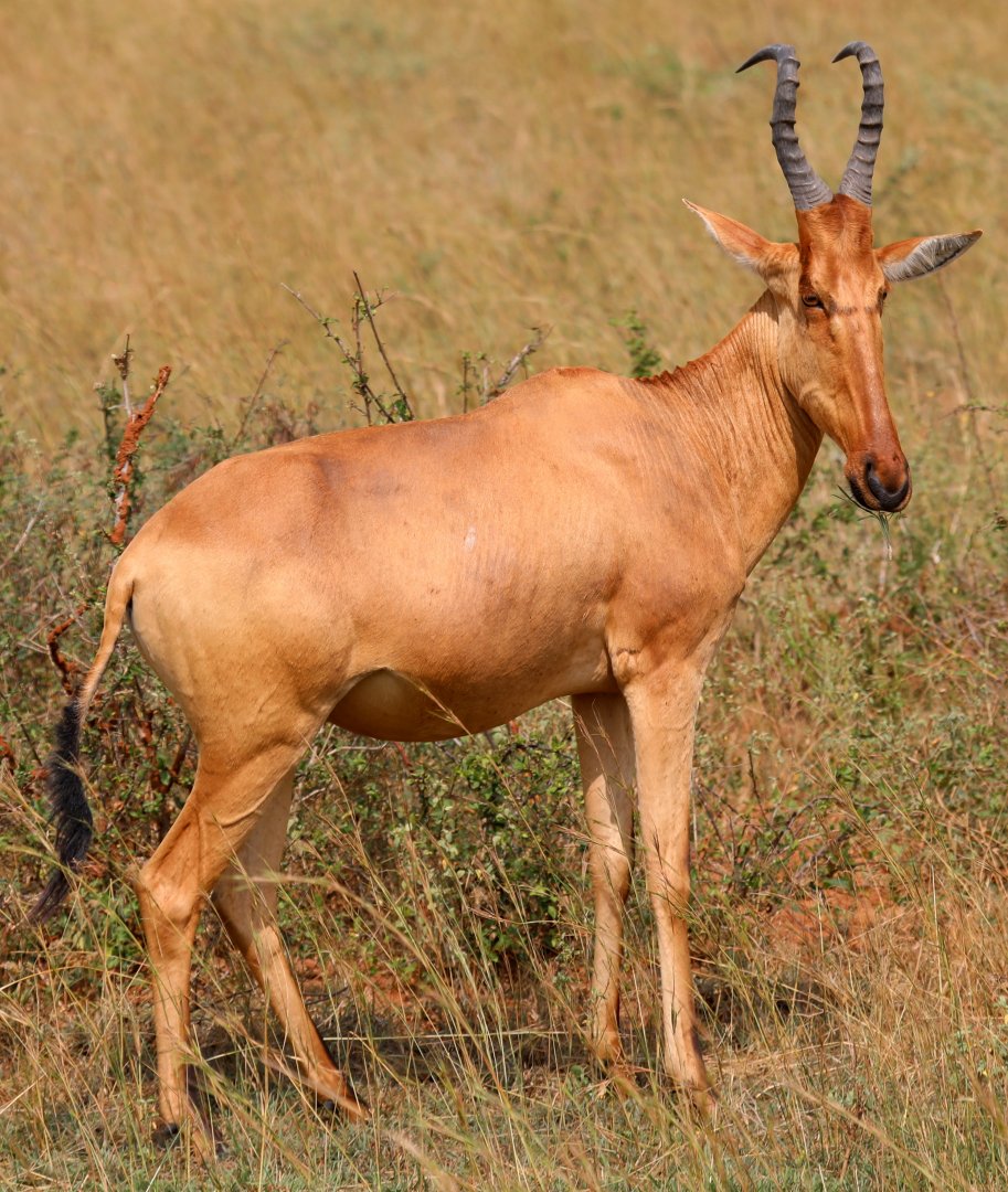 Jackson's or Lelwel hartebeest (Alcelaphus buselaphus lelwel)