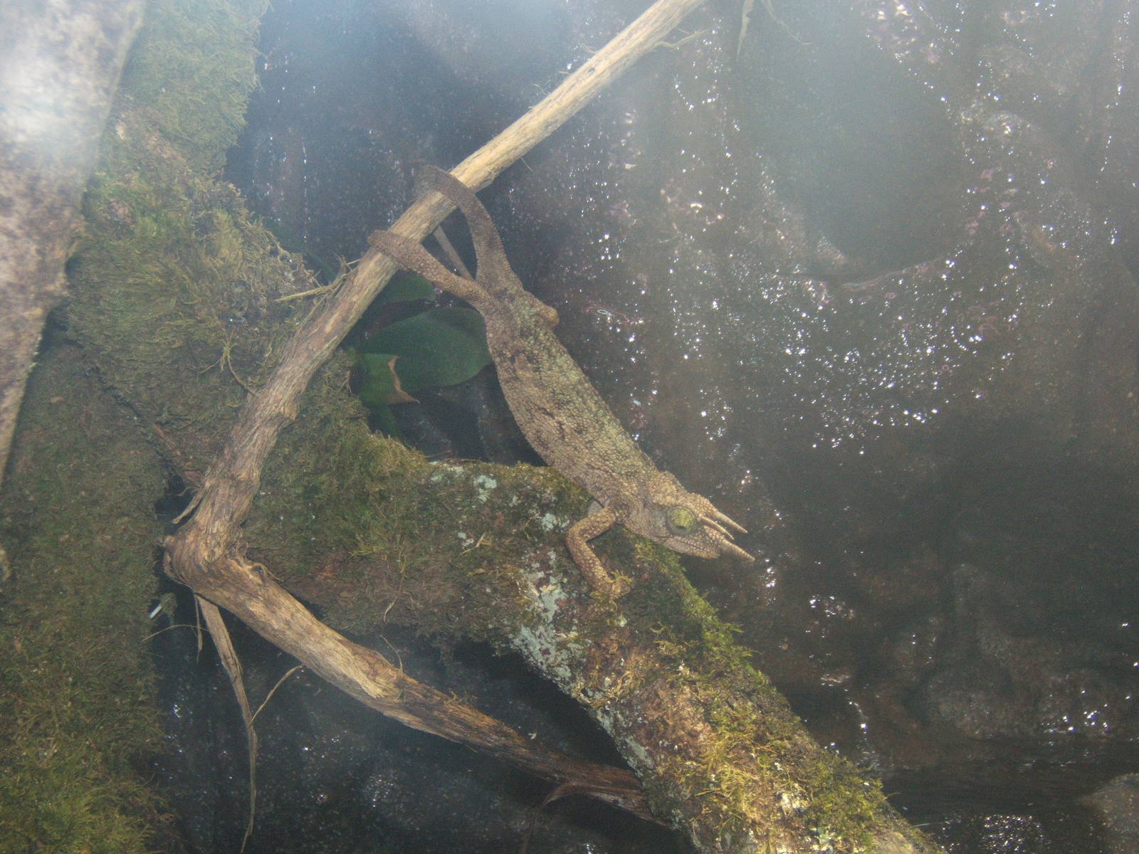 Jacksons Three-horned Chameleon