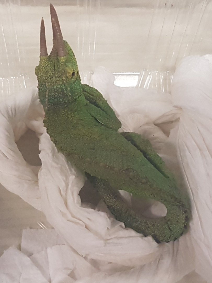 Jackson's - Three-horned chameleon