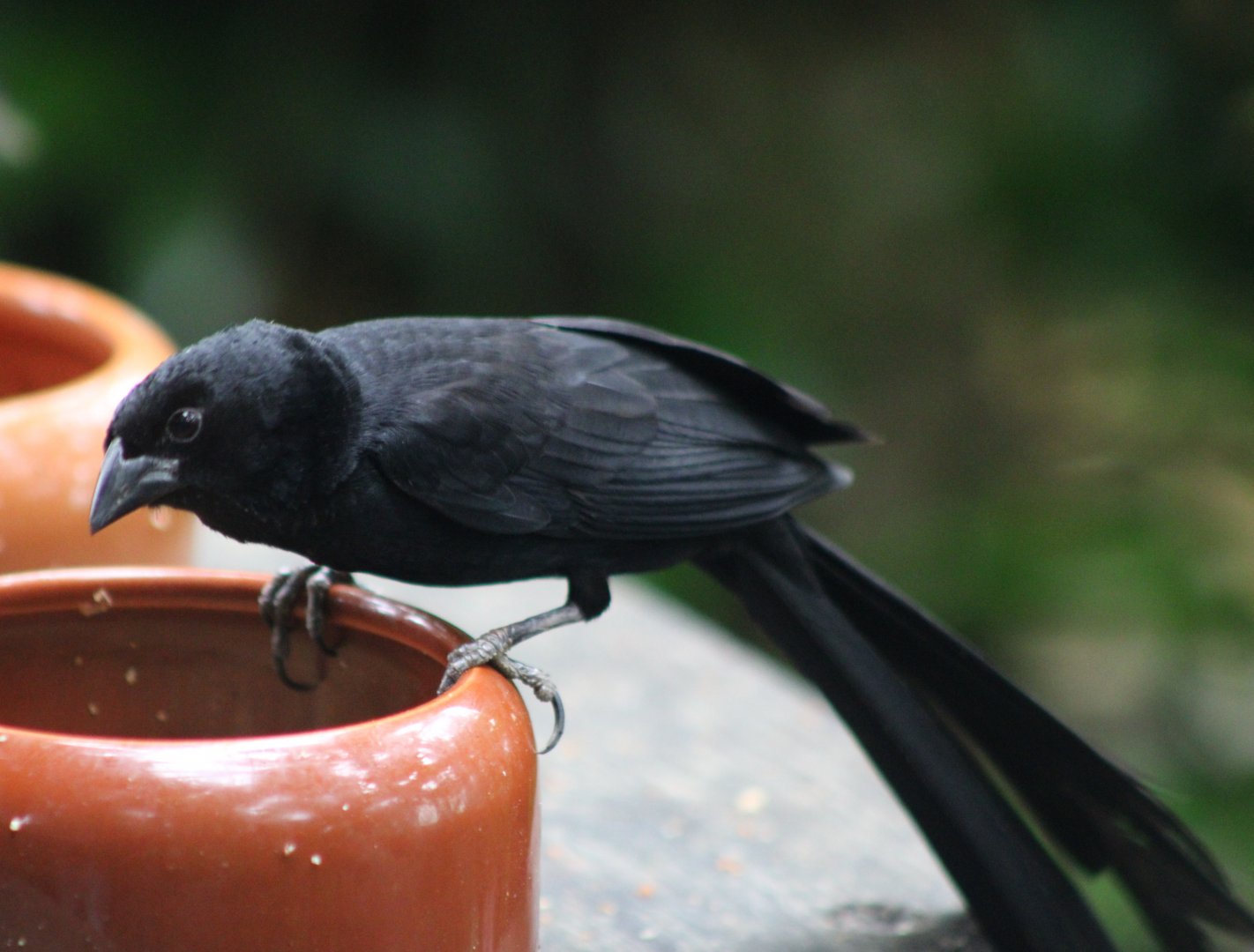 Jackson's widowbird - Euplectes jacksoni - male