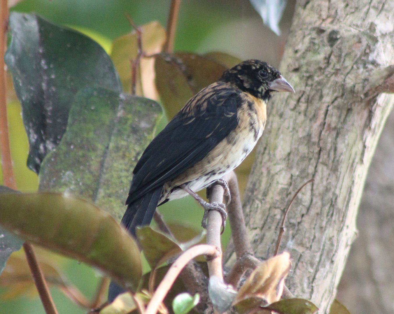 Jackson's widowbird