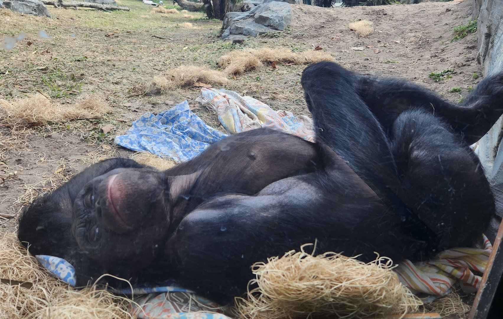 Jacksonville Zoo (2023) - America's Next Top Model?