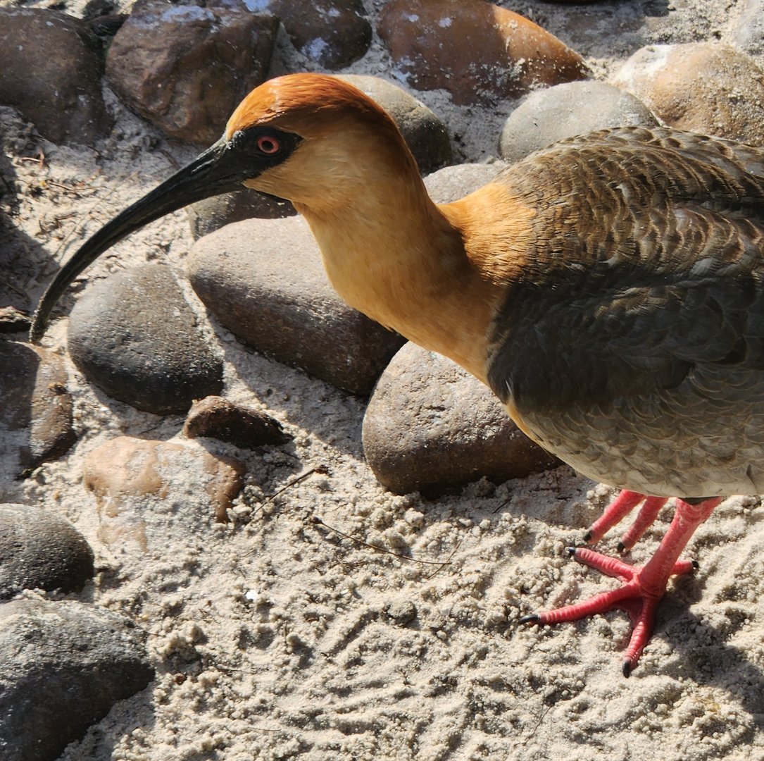 Jacksonville Zoo (2023) - Black-faced Ibis