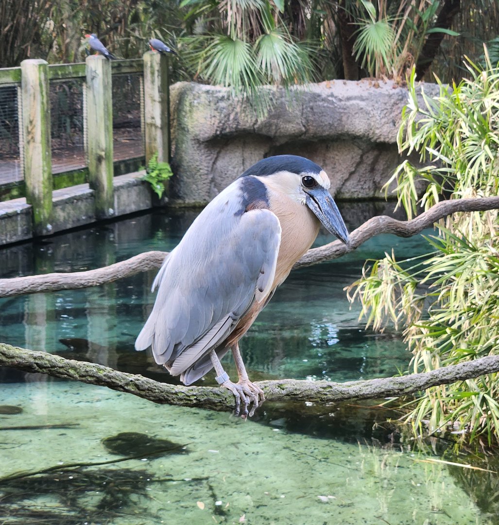 Jacksonville Zoo (2023) - Boat-billed Heron