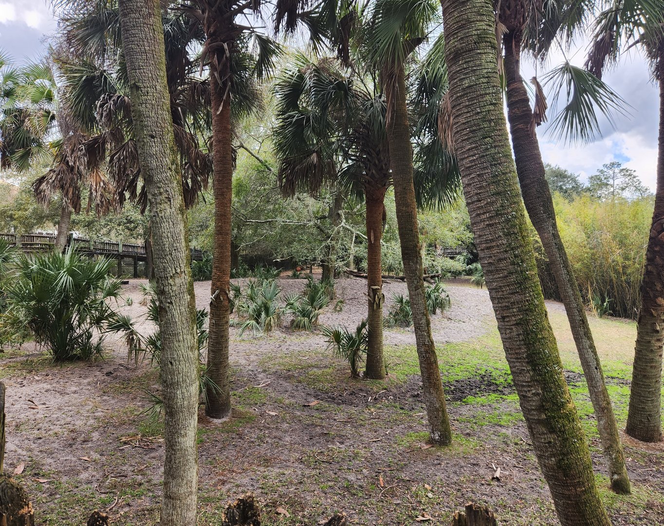 Jacksonville Zoo (2023) - Bongo/Yellow-backed Duiker exhibit