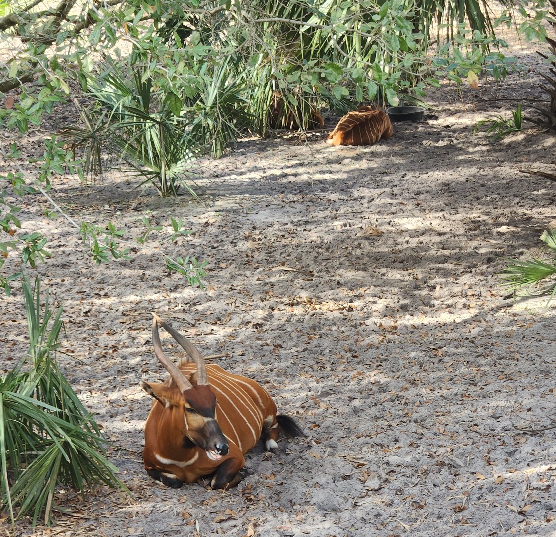 Jacksonville Zoo (2023) - Bongo