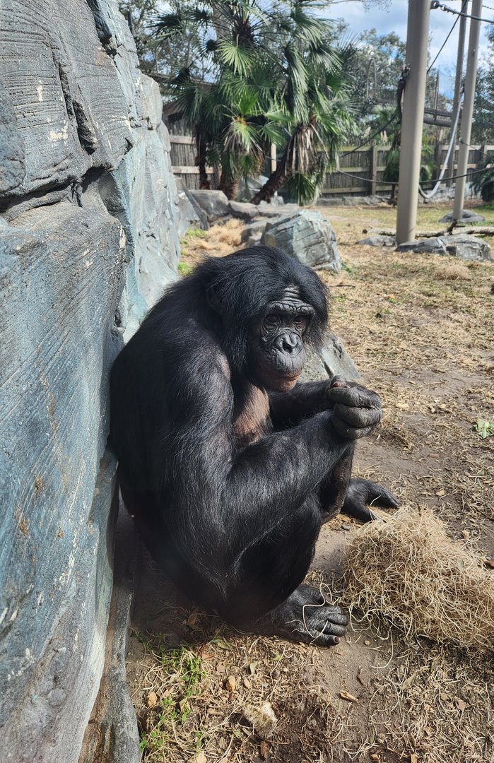 Jacksonville Zoo (2023) - Bonobo