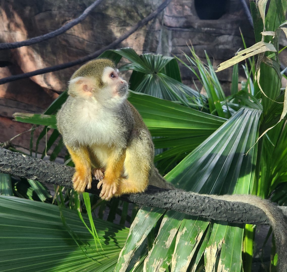 Jacksonville Zoo (2023) - Common Squirrel Monkey