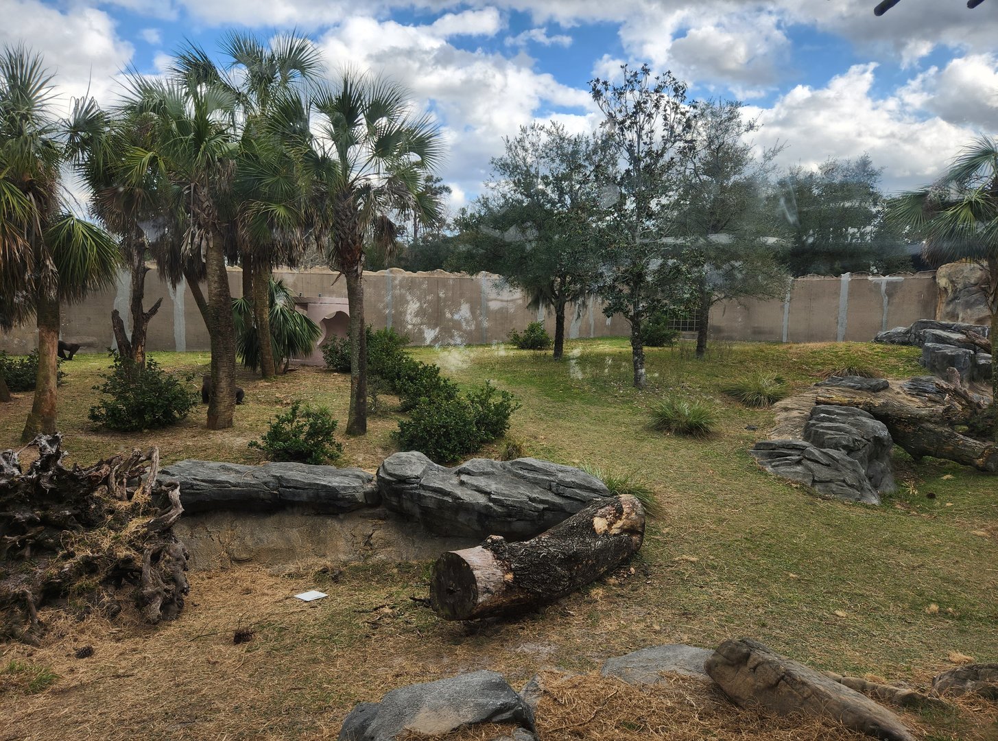 Jacksonville Zoo (2023) - Gorilla habitat