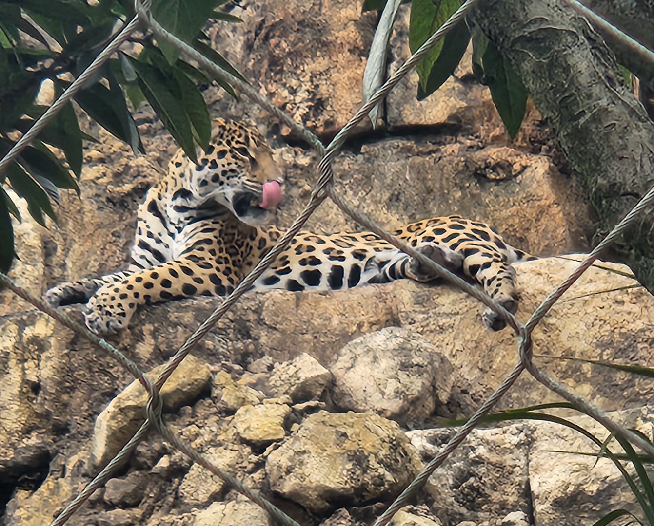 Jacksonville Zoo (2023) - Jaguar
