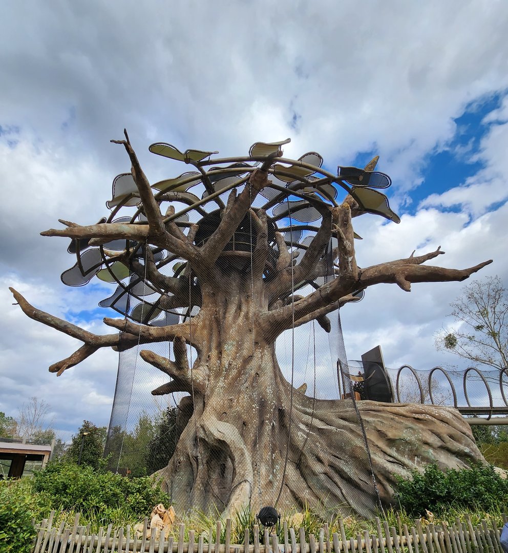 Jacksonville Zoo (2023) - Kapok tree