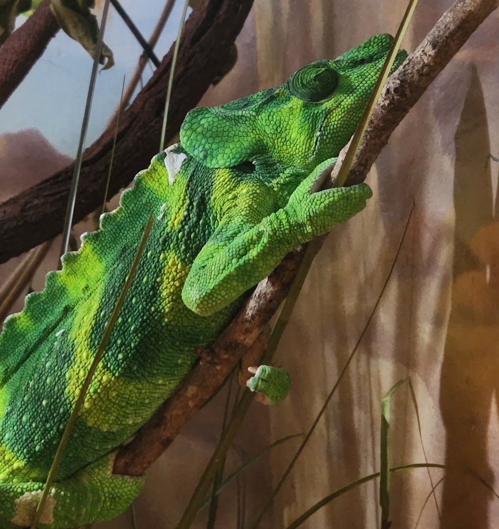Jacksonville Zoo (2023) - Meller's Chameleon