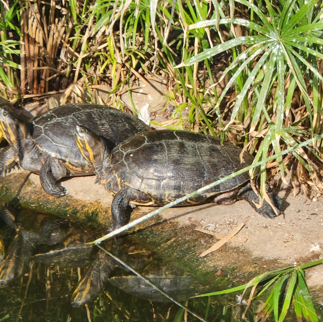 Jacksonville Zoo (2023) - Mexican Sliders