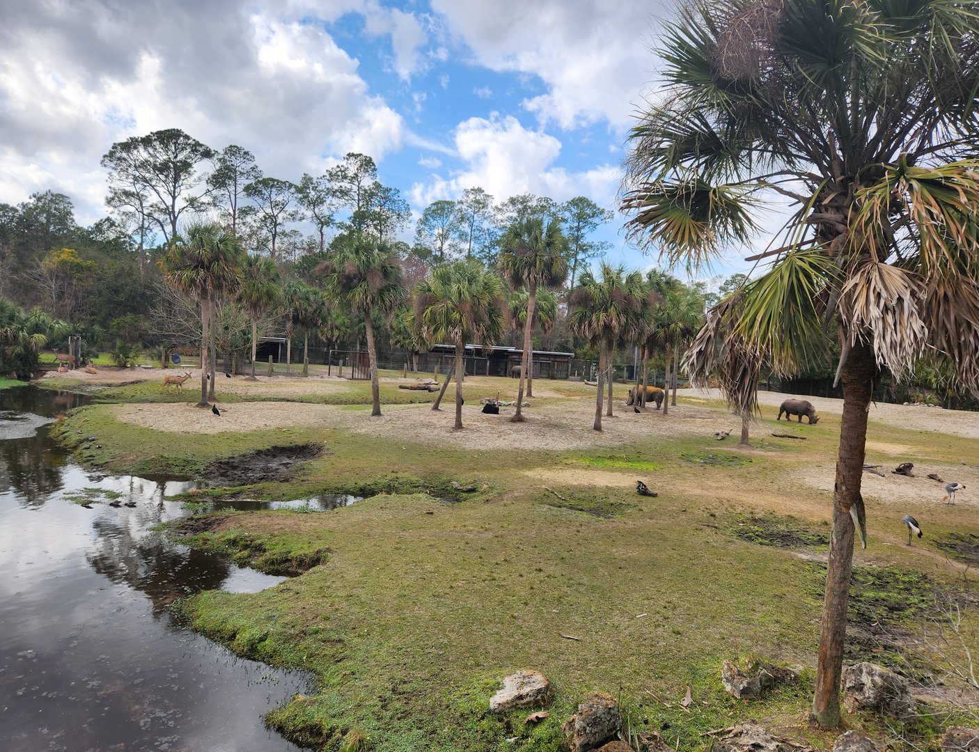 Jacksonville Zoo (2023) - Mixed savanna exhibit