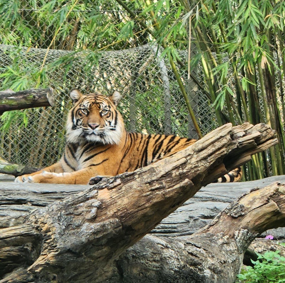 Jacksonville Zoo (2023) - Sumatran Tigress